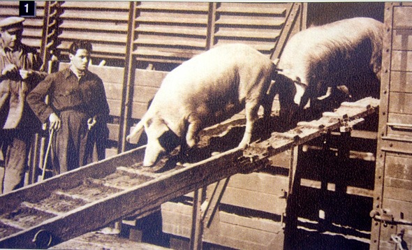 Animales-03